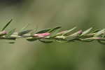 Wing-angle loosestrife